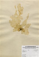 藏品(石蓴)的圖片